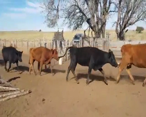 Lote 107 vacas - Mercedes Pcia San Luis