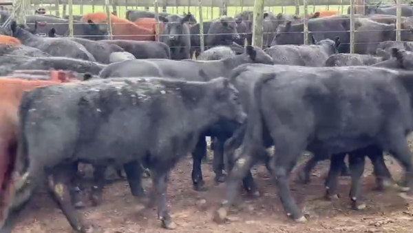 Lote 55 TERNS. MACHOS, CNEL. SUAREZ, BS. AS.