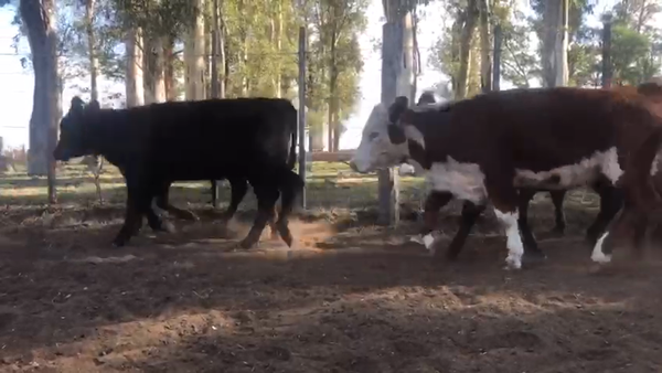 Lote Terneros/as en Bolívar, Buenos Aires