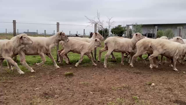 Lote OVEJAS