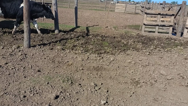 Lote 7 Vaquillonas Holando Argentino en Freyre, Córdoba