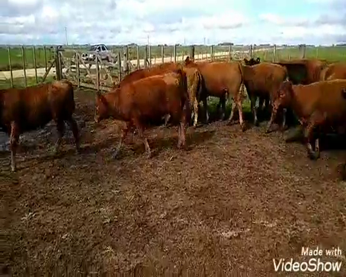 Lote 40 Terneros/as en Laprida, Buenos Aires