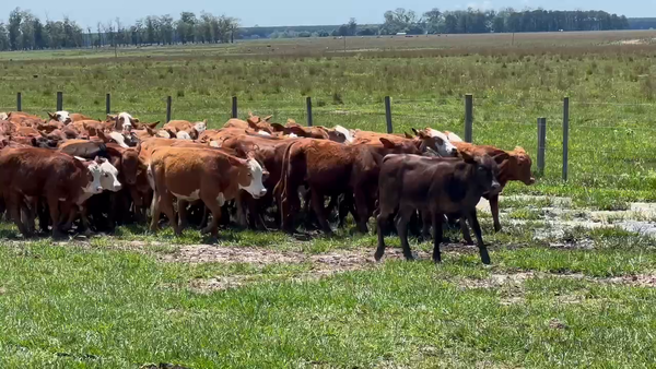 Lote 140 Terneros en Ituzaingó, Corrientes
