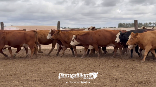Lote 43 Vacas preñadas
