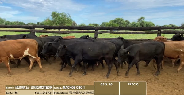 Lote LOTE 24 - 45 MACHOS CBO 1