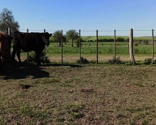Lote Vacas Preñadas