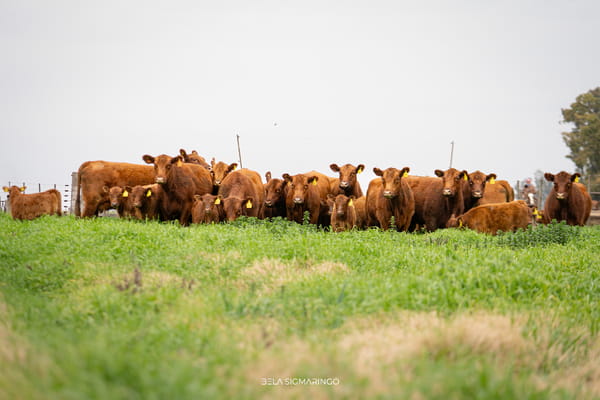 Lote VAQUILLONAS ANGUS COLORADAS PURAS CONTROLADAS PARIDAS