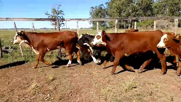 Lote 16 Terneros/as