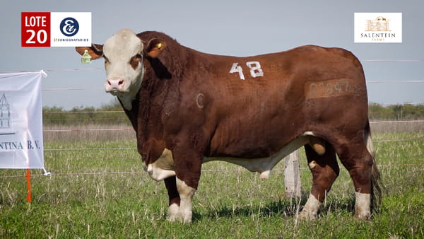 Lote LOTE 20 - TOROS BRAFORD NO. 48