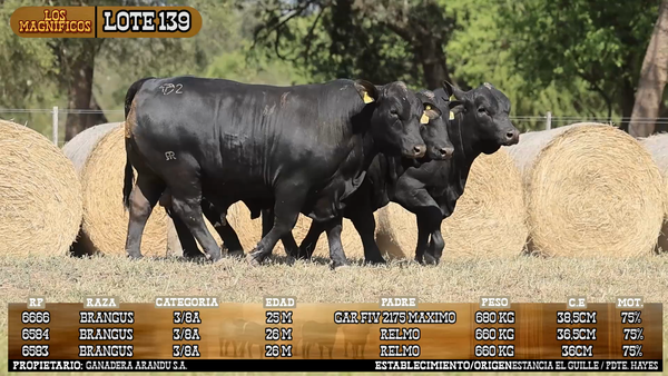 Lote LOTE 139 - VIVO