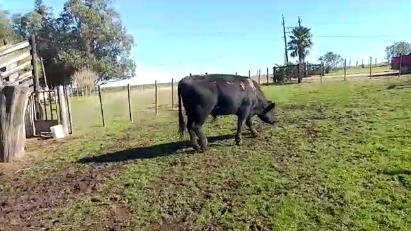 Lote Toros ANGUS 500kg - , San José