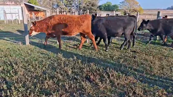Lote NOVILLOS