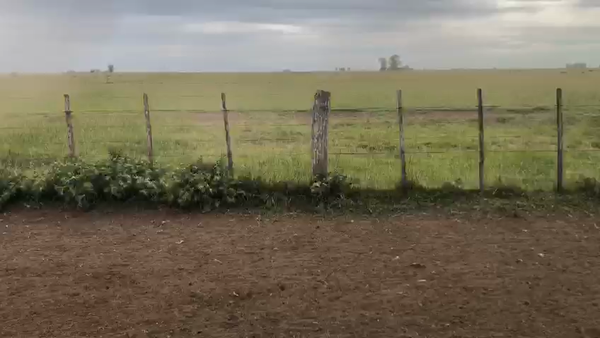 Lote 93 Terneros/as en Azul, Buenos Aires