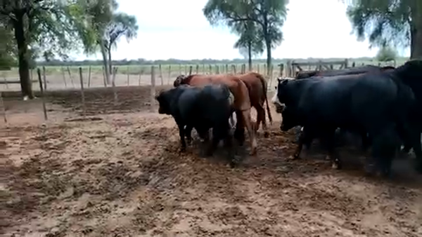 Lote 45 Novillos en Juan José Castelli, Chaco