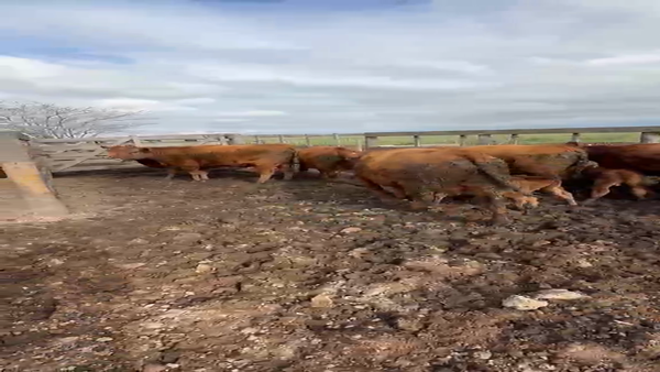 Lote CAMPOS LA NEGRITA S.A - 5 VAQUILLONAS COLORADAS - con terneros al pie