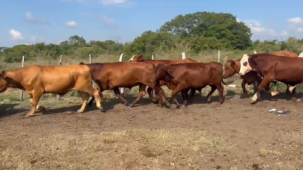 Lote 80 Novillos
