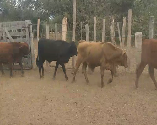 Lote 110 Terneros en Monte Quemado, Santiago del Estero