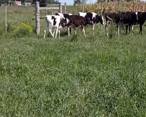 Lote (Vendido)8 Terneros HOLANDO 120kg -  en RINCON DEL PINO