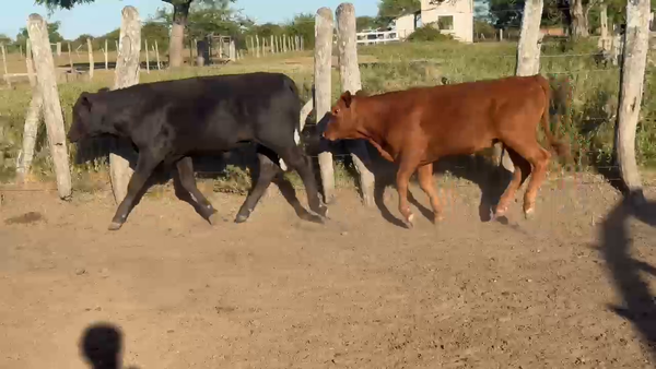 Lote 73 Terneros