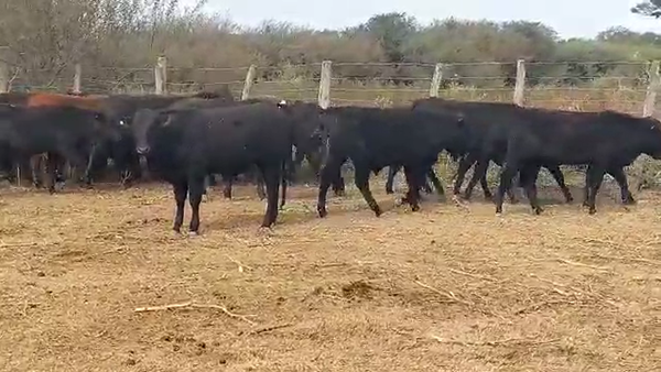 Lote 50 Terneros en Quimilí, Santiago del Estero