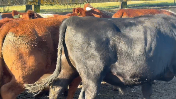 Lote 37 Novillo Gordo en Puerto Varas, X Región Los Lagos