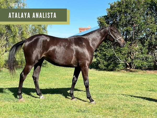 Lote ATALAYA ANALISTA (CHAPALEUFU NOCTURNO - ATALAYA NADINA)