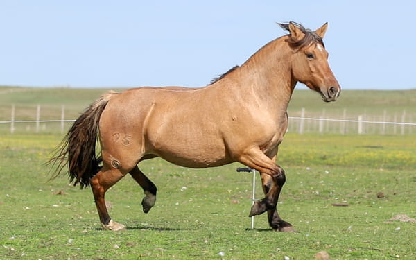 Lote Puñalada de La Reserva