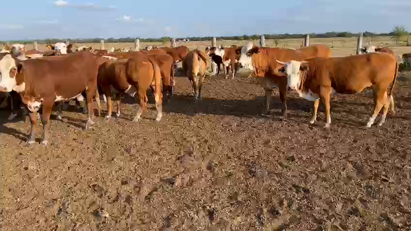 Lote 160 Vaquillonas P/ entorar en Basail, Chaco