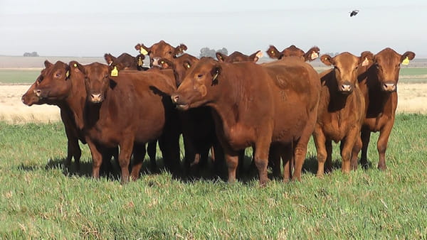 Lote VACAS  ANGUS COLORADAS   P. CONTROLADAS Y MAS  C/ GTIA DE PREÑEZ PARICION OTOÑO