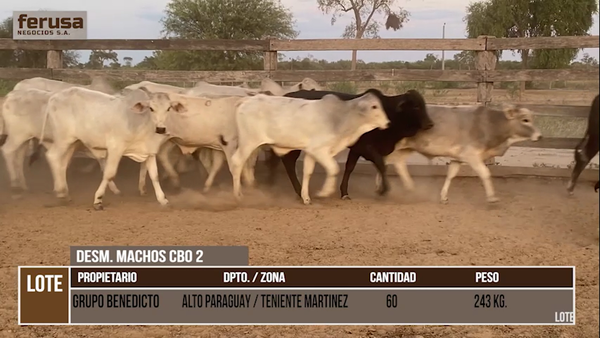 Lote LOTE 19 - 60 DESMAMANTES MACHOS CBO 2