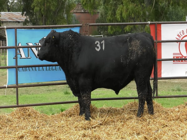 Lote TOROS ANGUS NEGROS PC