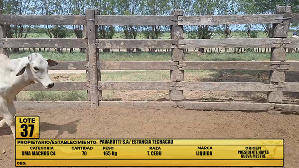 Lote LOTE 37