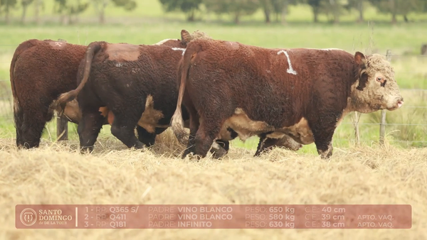 Lote ORDEN 31 TOROS DE LOTES