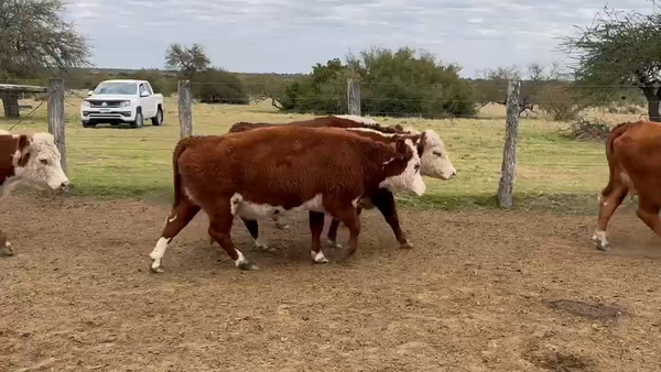 Lote 180 Vacas de invernar en Corrientes, Curuzu Cuatia