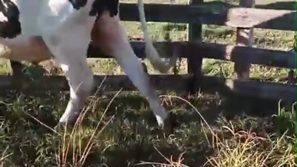 Lote 2 Novillos, San José