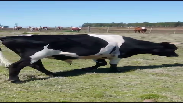 Lote (Vendido)Toros Cruza 470kg -  en Libertad