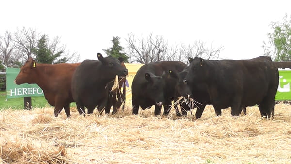 Lote VACAS ANGUS PC PREÑADAS SERVICIO OTOÑO
