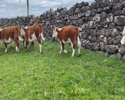 Lote 44 Terneras en Tacuarembó, Peralta