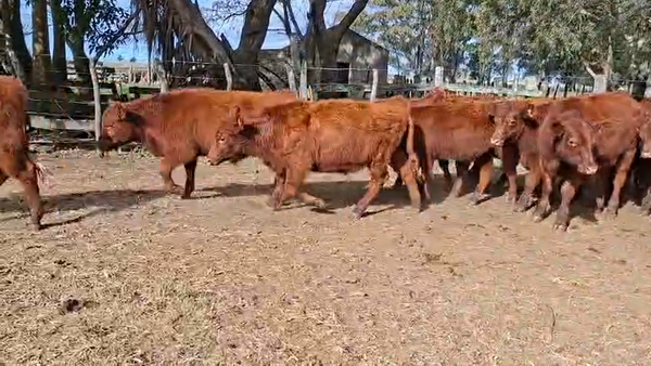 Lote TERNEROS