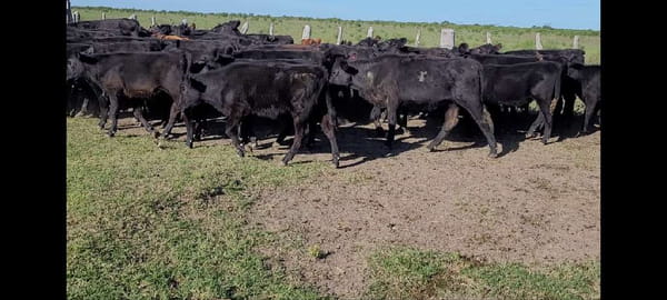 Lote 50 Terneros/as en Villaguay, Entre Ríos