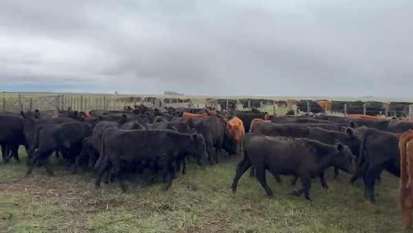 Lote 70 TERNS HEMBRAS, LAS FLORES, PCIA. DE BS. AS.