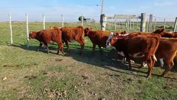 Lote 17 Terneras angus y hereford coloradas