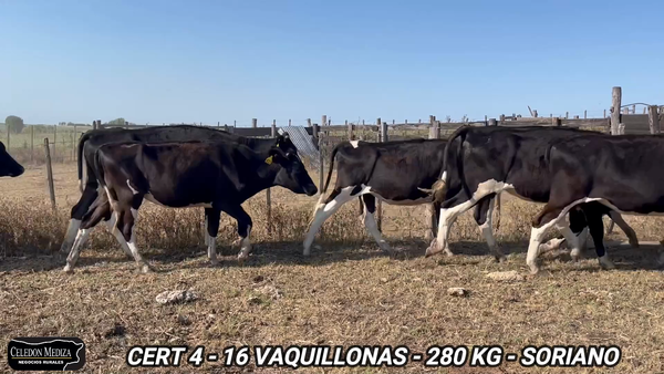 Lote 16 Vaquillonas 1 a 2 años en Soriano