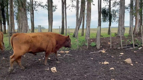 Lote Toros