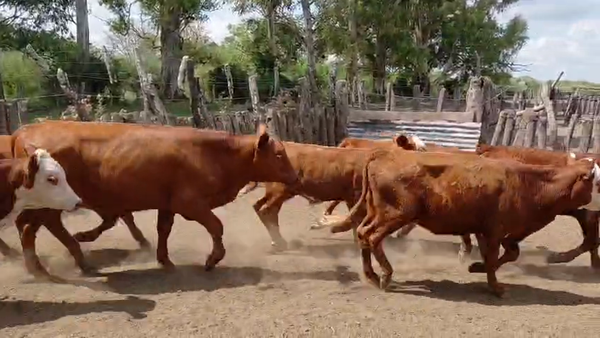 Lote 200 Terneros/as en Corrientes, Curuzú-Cuatiá