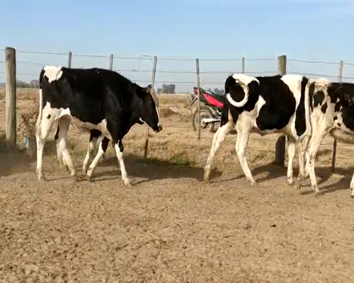 Lote VAQUILLONAS P/ENTORAR Y TERNERAS