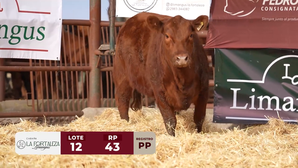 Lote VAQUILLONA PP