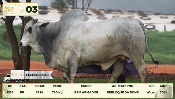 Lote LOTE 3