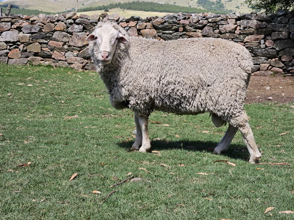 Lote Carneros, Lavalleja