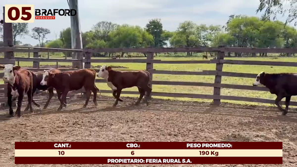 Lote LOTE 5 - HEMBRAS TIPO BRAFORD